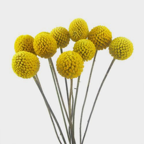 Wholesale flowers: Craspedia Billy Balls