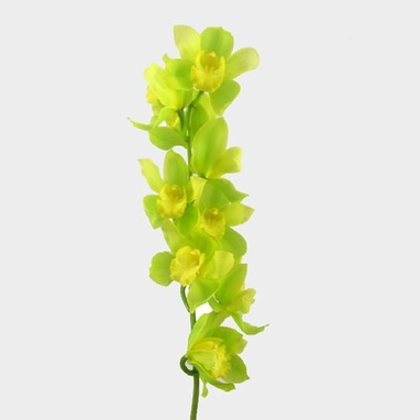 Cymbidium Orchid Spray Green Wholesale Blooms By The Box