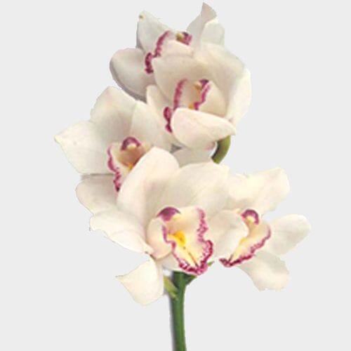 Wholesale flowers prices - buy Cymbidium Mini White Flowers in bulk