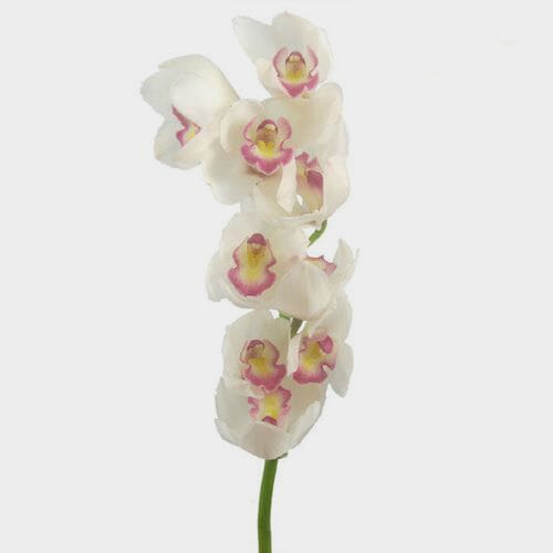 Cymbidium Orchid Spray White Flowers