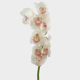 Cymbidium Orchid Spray White Flowers