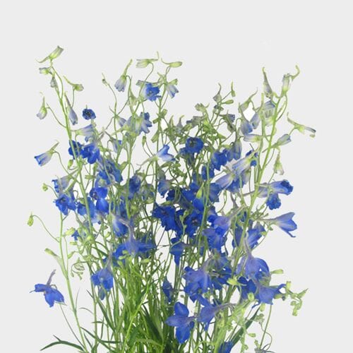 light blue delphinium bouquet