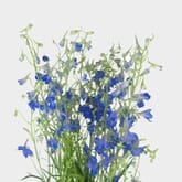 Delphinium Dark Blue Flower