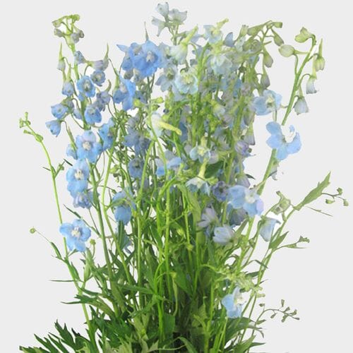 Wholesale flowers prices - buy Delphinium Light Blue Flower in bulk