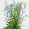 Delphinium