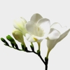 Freesia