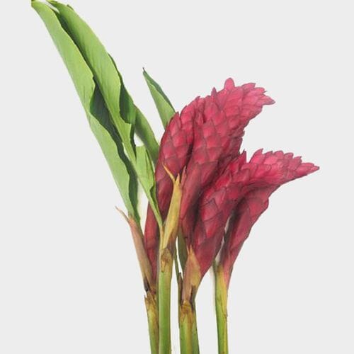 Wholesale flowers: Ginger Red