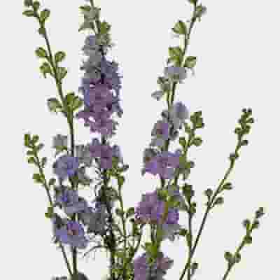 Lavendar Larkspur Flower