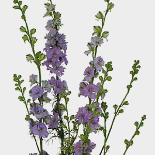 Lavendar Larkspur Flower