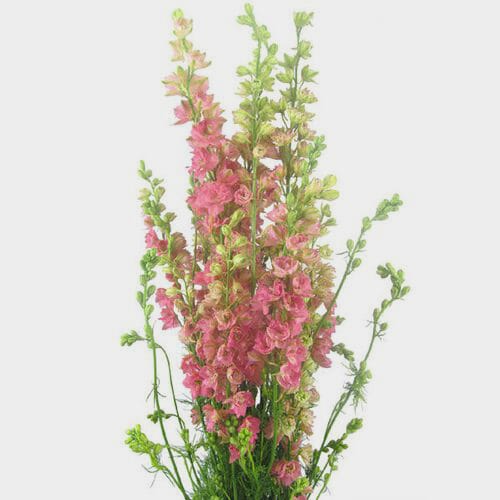 Wholesale flowers prices - buy Pink Larkspur Flower in bulk