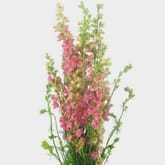 Pink Larkspur Flower