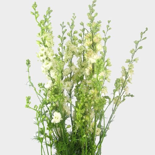 Wholesale flowers prices - buy Larkspur White Flower in bulk