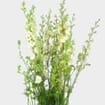 Larkspur White Flower