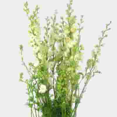 Larkspur White Flower