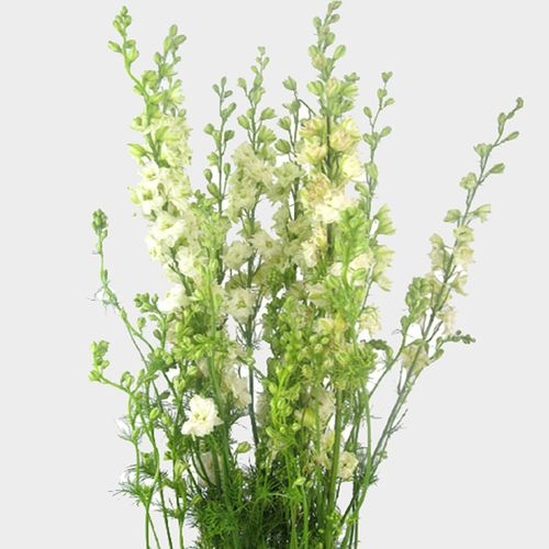 Larkspur White Flower Whole