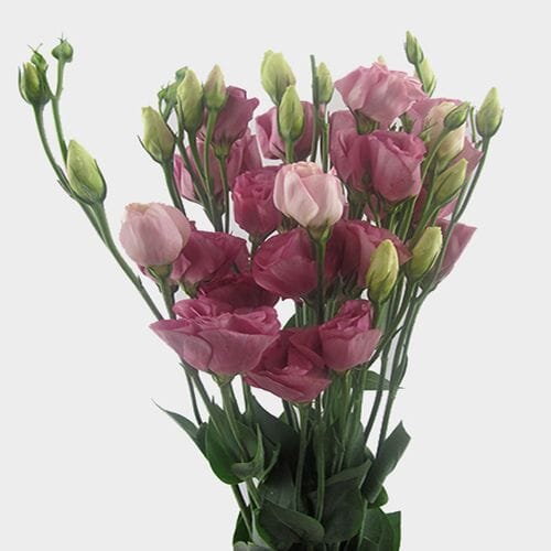 Wholesale flowers prices - buy Pink Lisianthus Flower in bulk