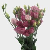 Pink Lisianthus Flower