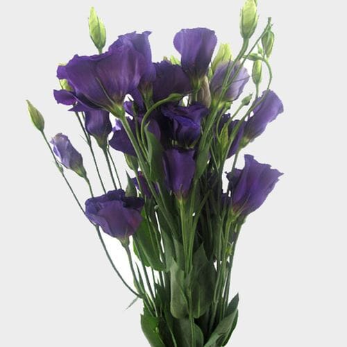 Wholesale flowers prices - buy Purple Lisianthus Flowers in bulk