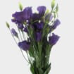 Purple Lisianthus Flowers