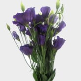 Purple Lisianthus Flowers