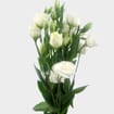 White Lisianthus Flower