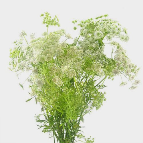 Wholesale flowers prices - buy Queen Anne's Lace  Flower in bulk