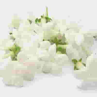 Stephanotis Flower