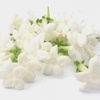 Stephanotis