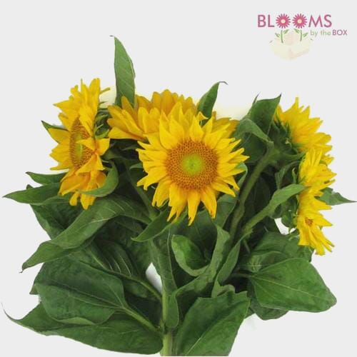 Sunflower Yellow Wholesale Blooms By The Box