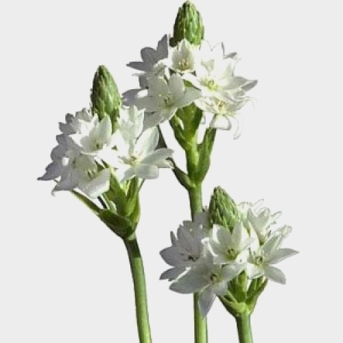 Star Of Bethlehem Flower