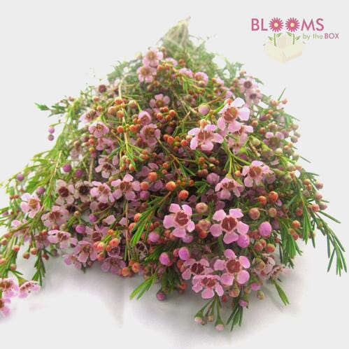 Wholesale flowers prices - buy Wax Flower Pink in bulk