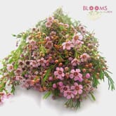 Wax Flower Pink