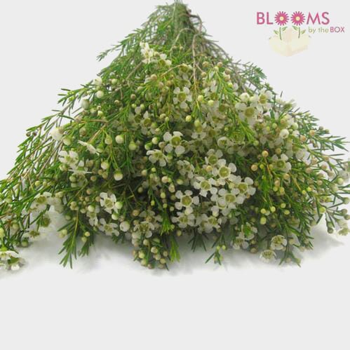 Wholesale flowers prices - buy Wax Flower White in bulk