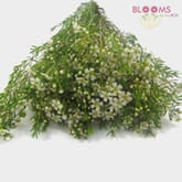 Wax Flower White