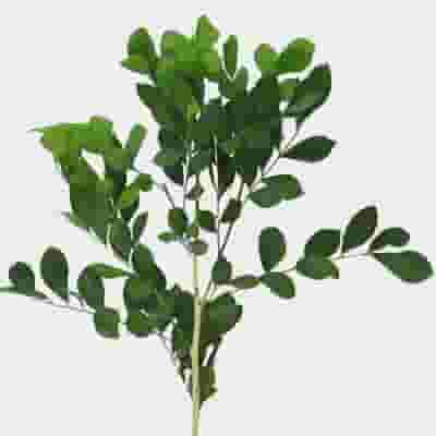 Coffee Foliage