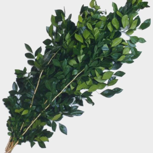 Wholesale flowers prices - buy Coffee Foliage in bulk