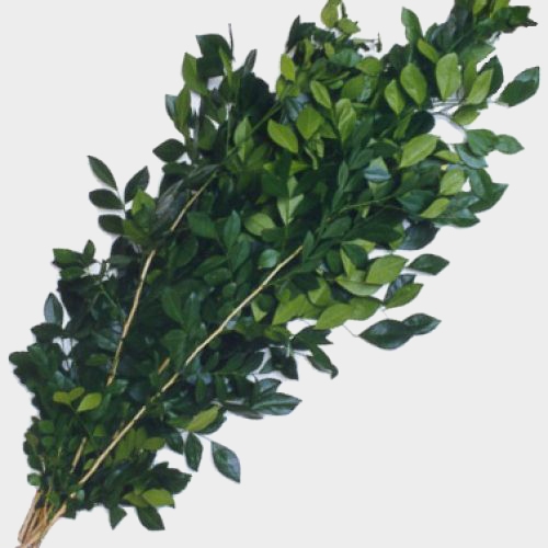 True-Life Ribbon Green Ivory Ti Leaf cheap price at Wholesale