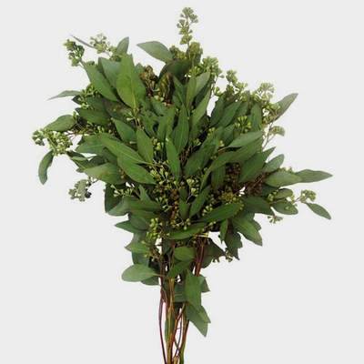 Fresh olive branches, Per bunch of 400 grams, Length 65 centimetres 