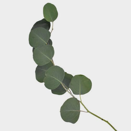 Eucalyptus Silver Dollar Greens Wholesale Blooms By The Box