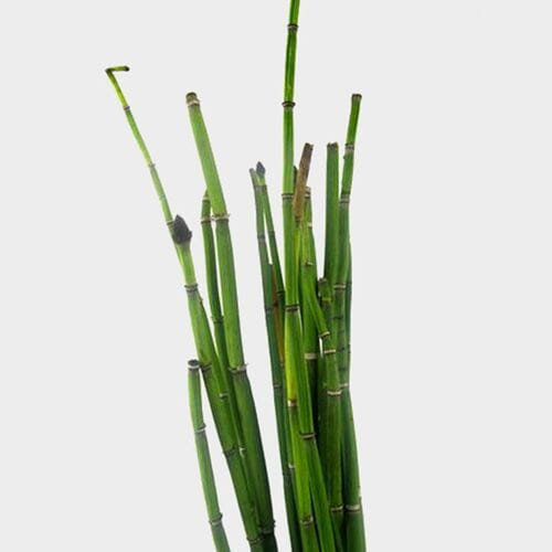 Wholesale flowers prices - buy Horse Tail Greenery in bulk