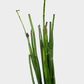 Horse Tail Greenery