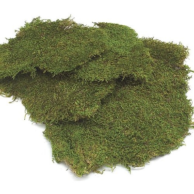 Floral Moss at Wholesale Prices