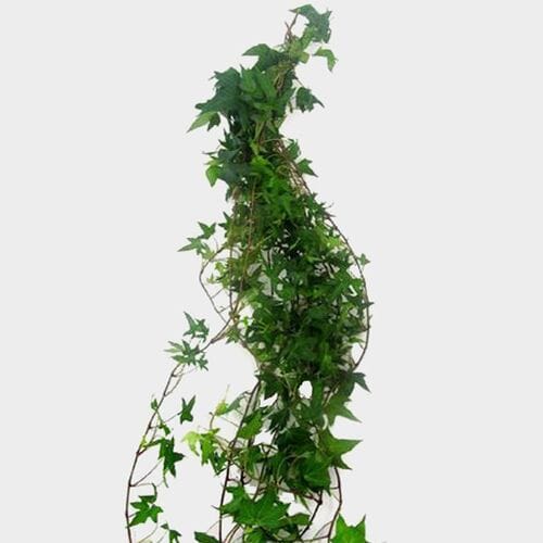 Bulk flowers online - Ivy Green