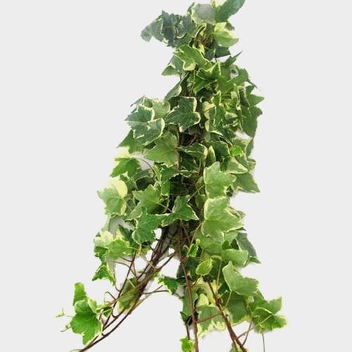 Wholesale flowers prices - buy Ivy Variegated Greenery in bulk