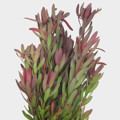 Bulk flowers online - Leucadendron
