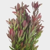 Leucadendron