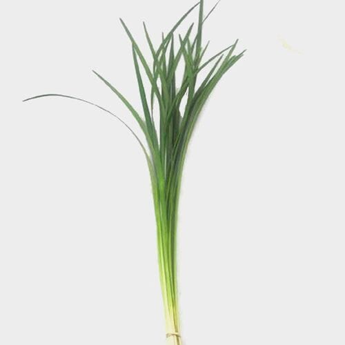 Bulk flowers online - Lily Grass Green