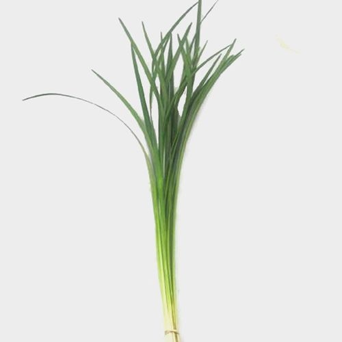 Lily Grass Green