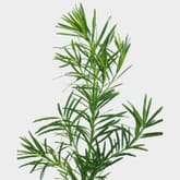 Podocarpus Greens
