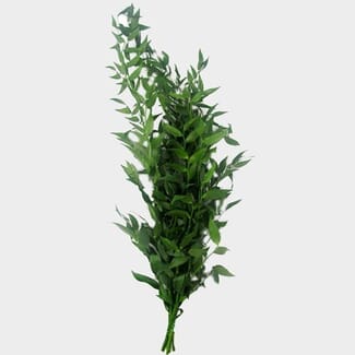 Italian ruscus